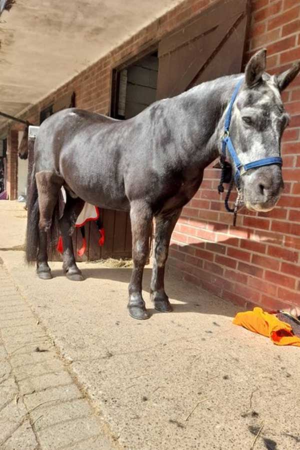 Smudge standing - Glasgow Riding Disabled Association