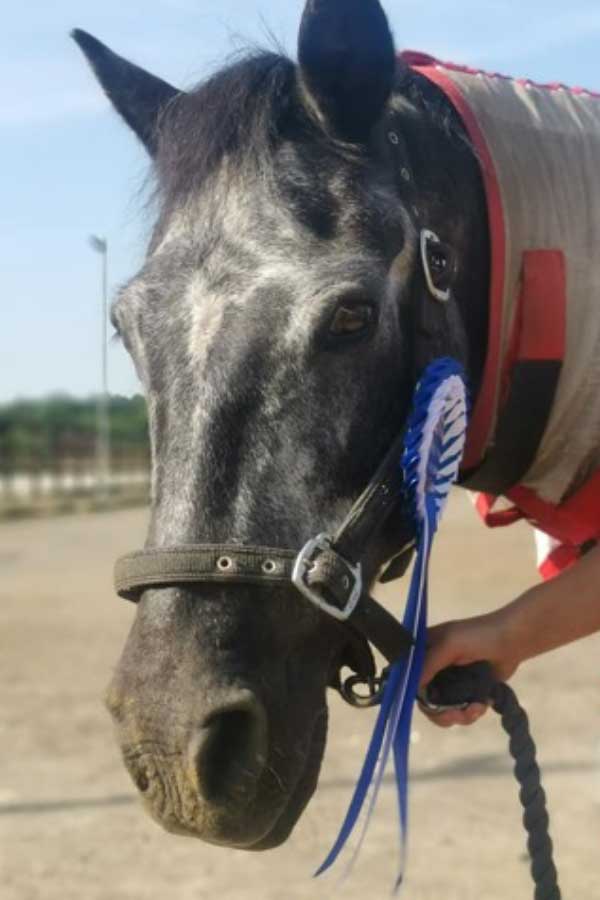 Smudge headshot - Glasgow Riding Disabled Association