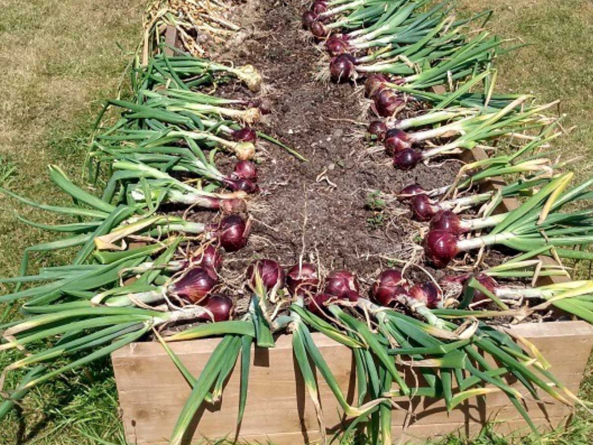 Onions on raised planters - Grow Project