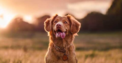 Dog sitting looking up with tongue