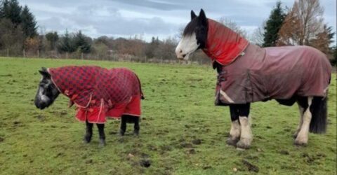 Two horses in field - Glasgow Riding Disabled Association