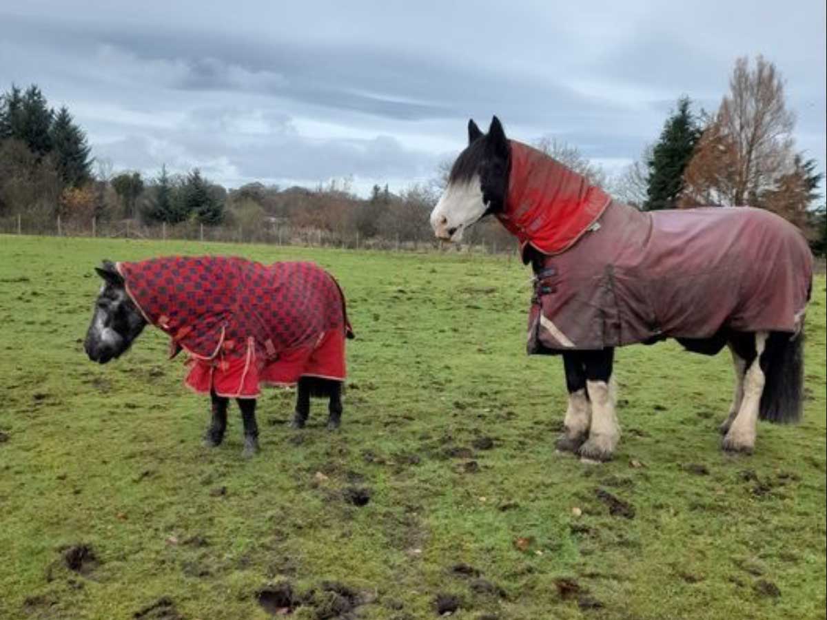 Glasgow Riding for the Disabled Association